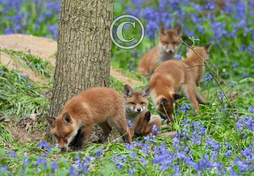 Fox Cubs 2 DM0245